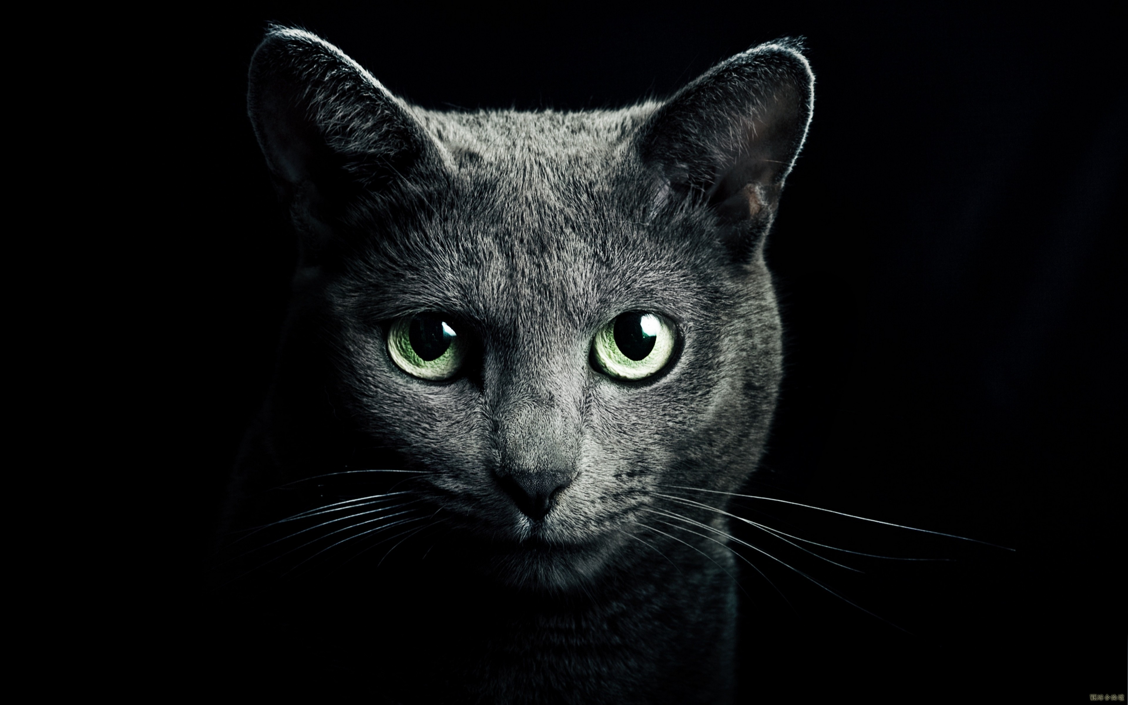 cat_black_breed_russian_blue_eyes_green_eyes_black_background_81774_3840x2400.jpg