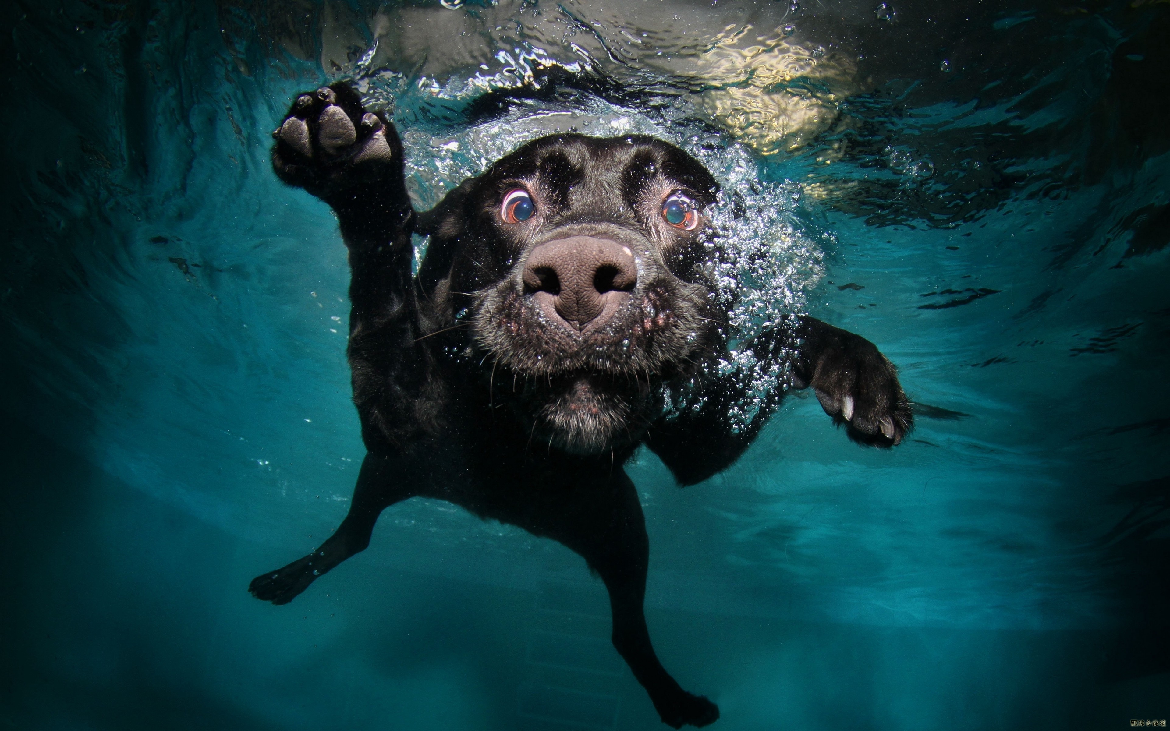 dog_black_underwater_swimming_water_74417_3840x2400.jpg
