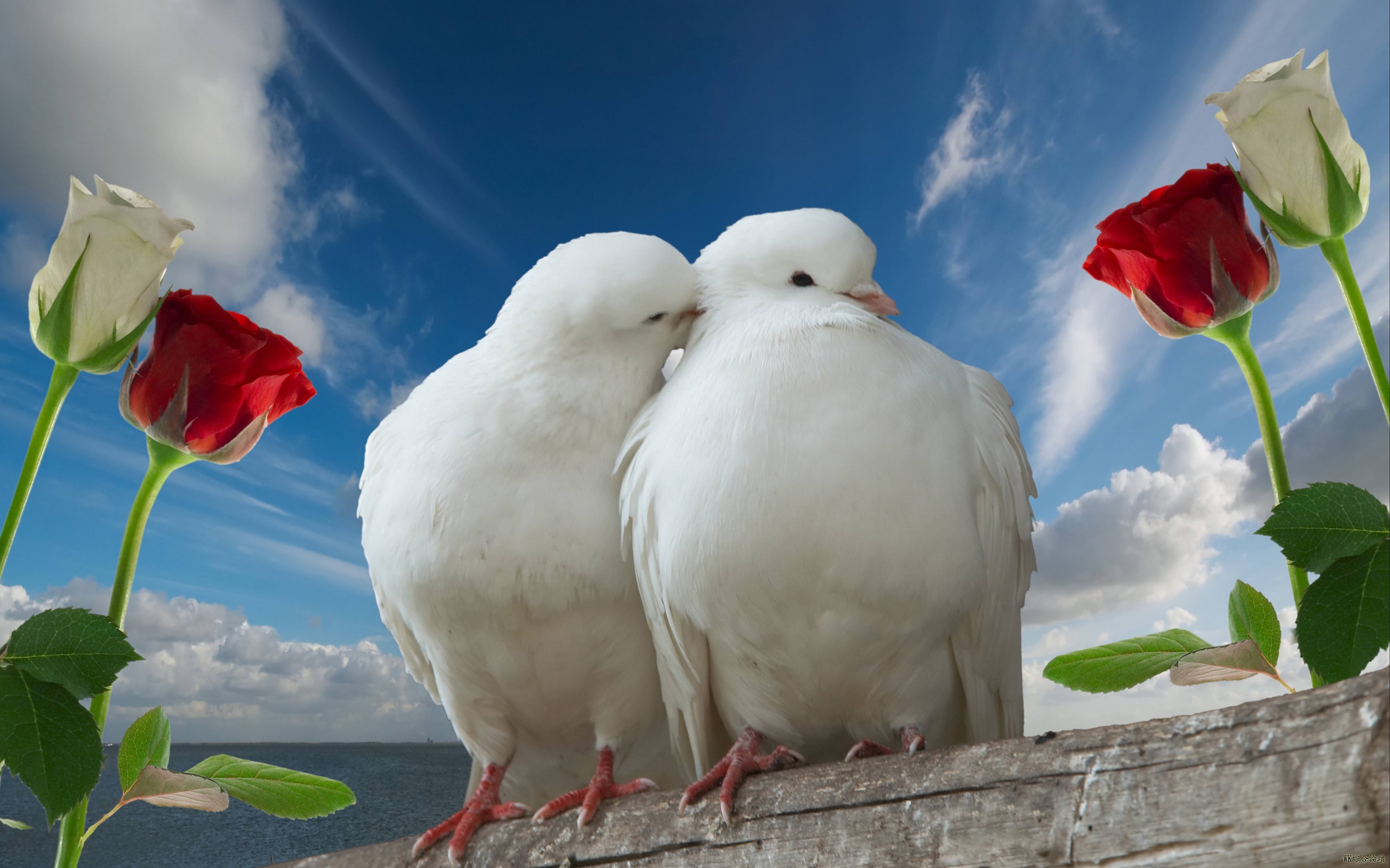 doves_couple_rose_sky_love_78149_3840x2400.jpg
