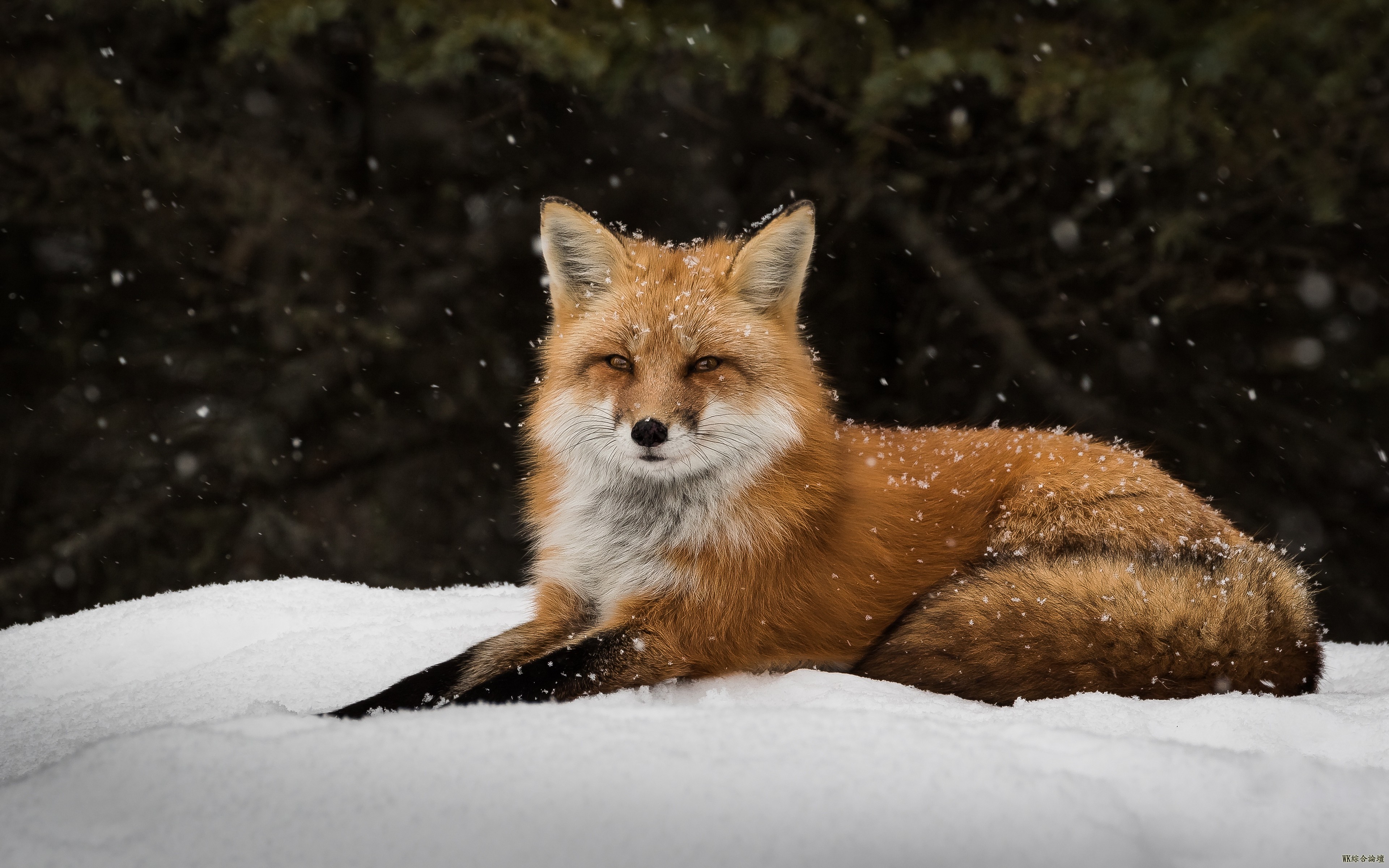 fox_snow_lie_predator_106016_3840x2400.jpg
