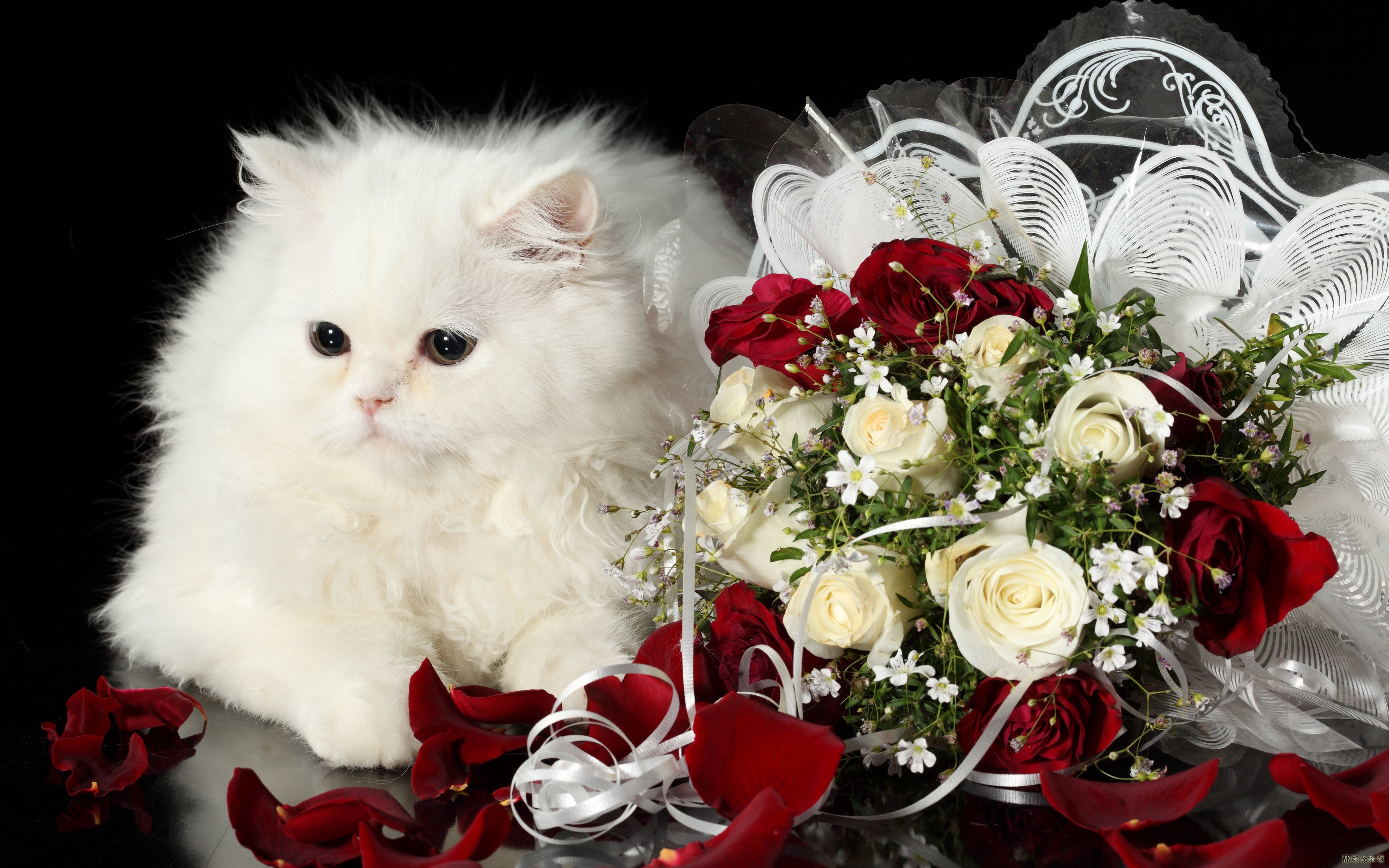 holiday_roses_bouquet_cat_white_fluffy_93305_3840x2400.jpg