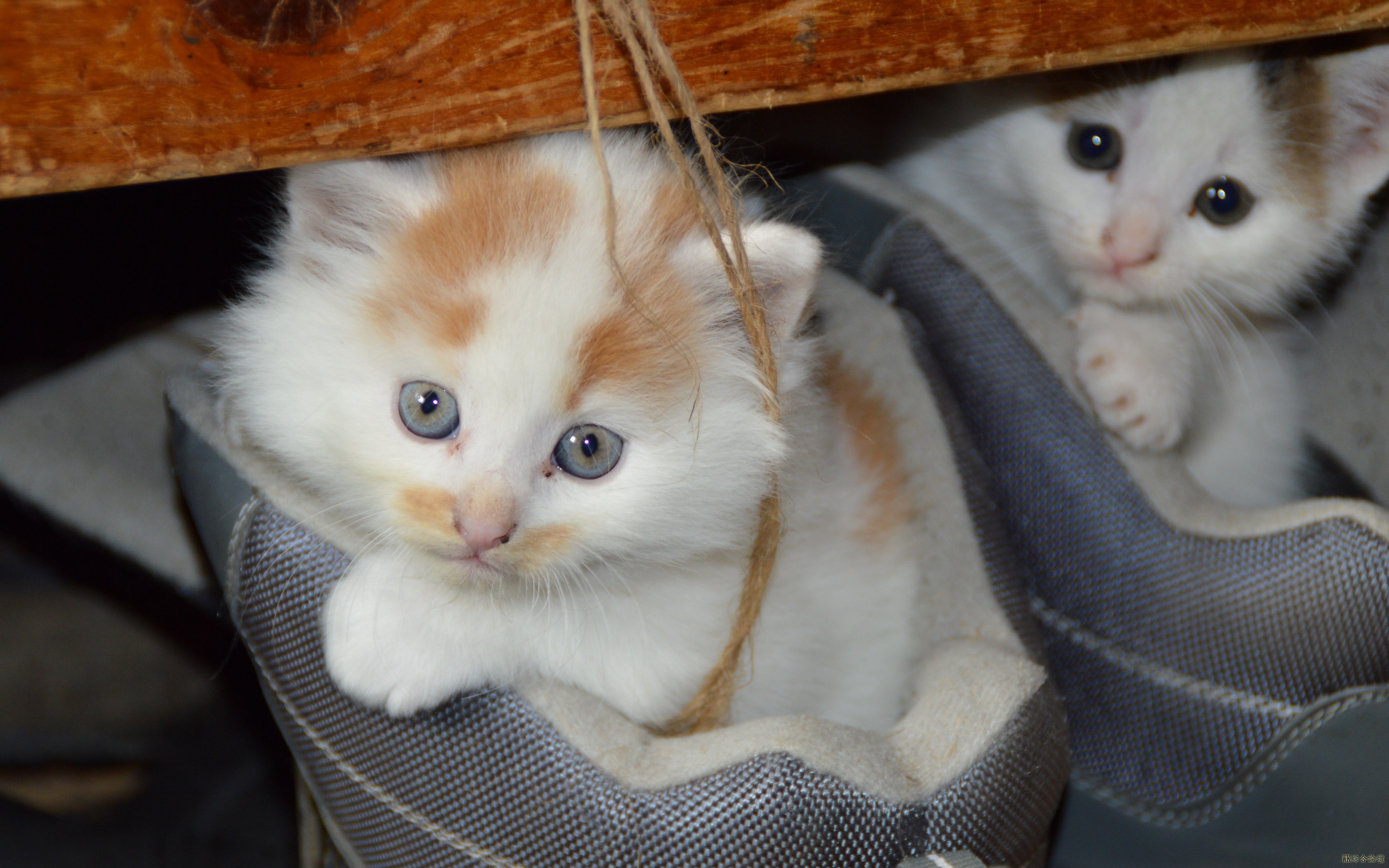 kittens_cats_couple_shoes_hide_106936_3840x2400.jpg