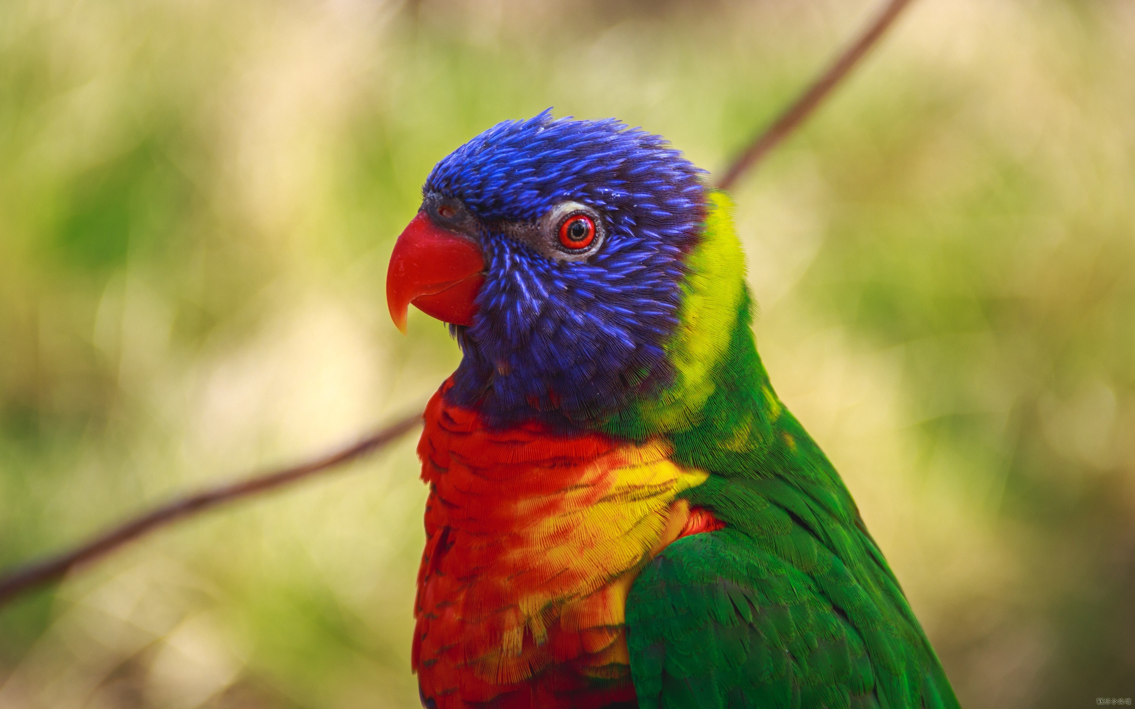 parrot_bird_colorful_106181_3840x2400.jpg