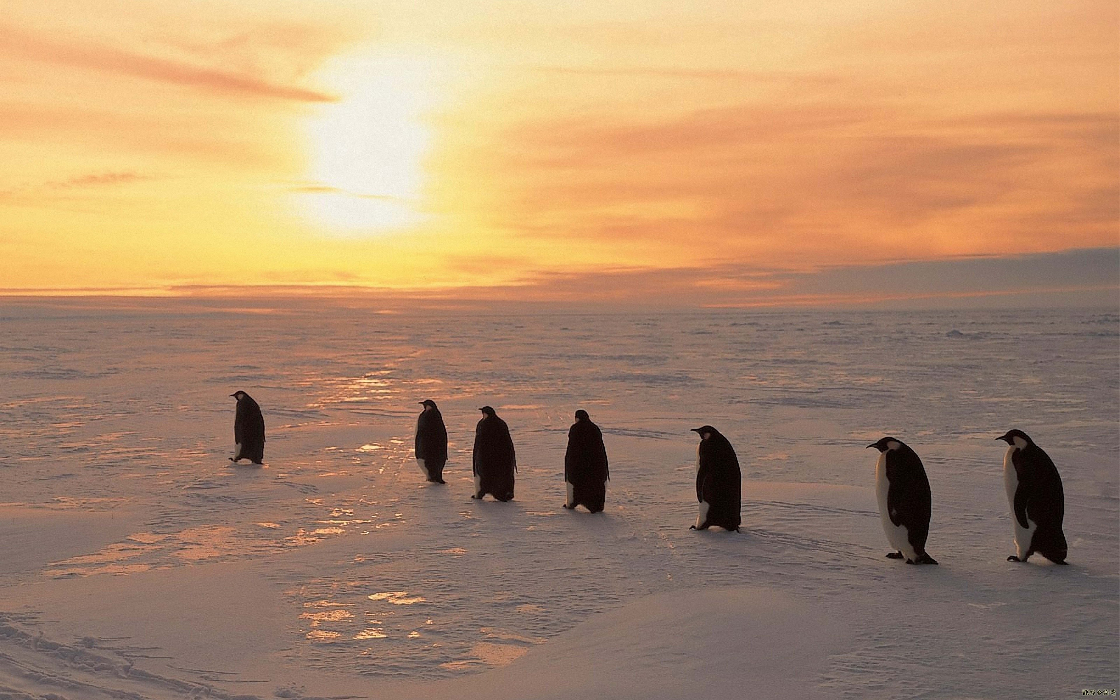 penguins_north_sunrise_winter_ice_snow_78600_3840x2400.jpg
